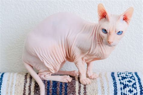 bald pussycat|Hairless cat breeds: The Sphynx, the Donskoy and many more.